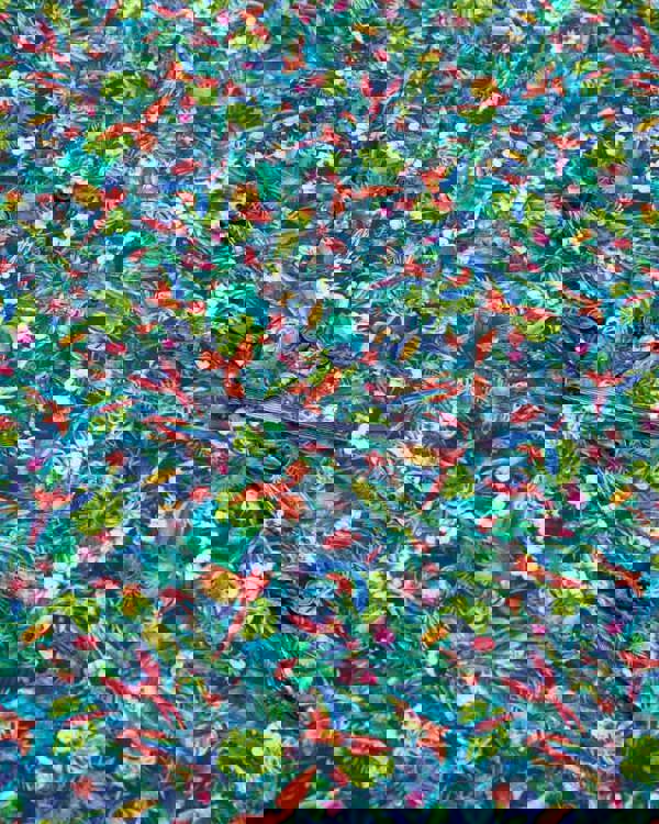 Steel & Jelly Limited Edition Birds Of Paradise Print Long Sleeve Shirt