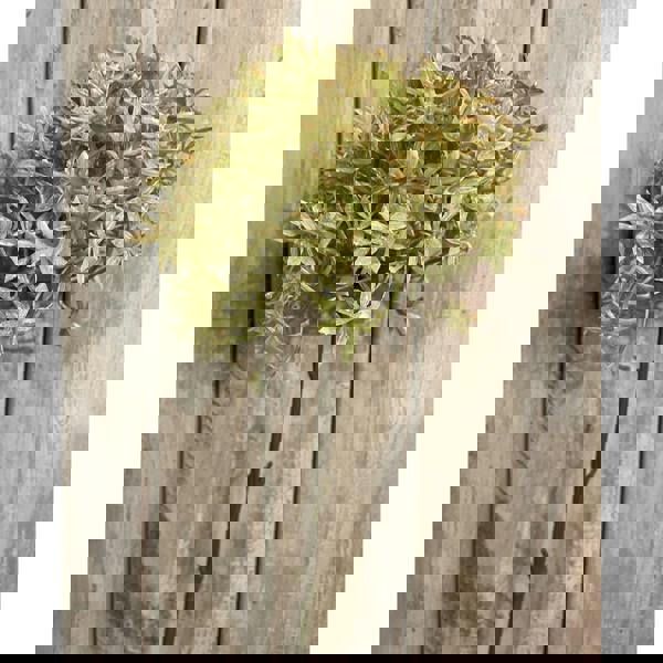 Hill Interiors Allium Stem Artificial Flower - Green/Beige