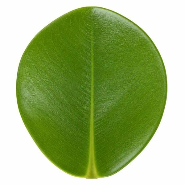 Clusia Autograph Tree 17cm Pot – Indoor Foliage Houseplant