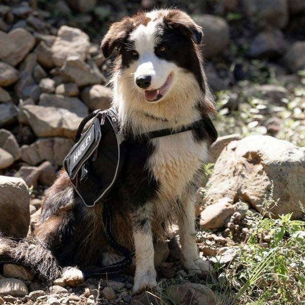 EzyDog Convert Saddle Bags for Express Harness