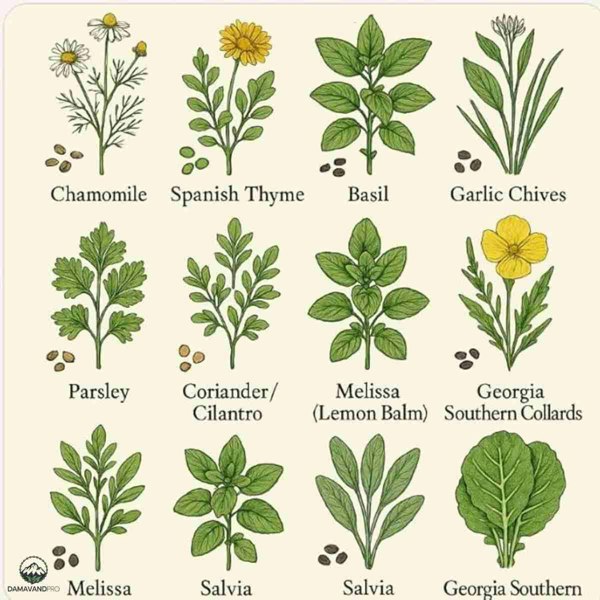 Heirloom herb seeds UK – premium quality for growing your own herbs at home