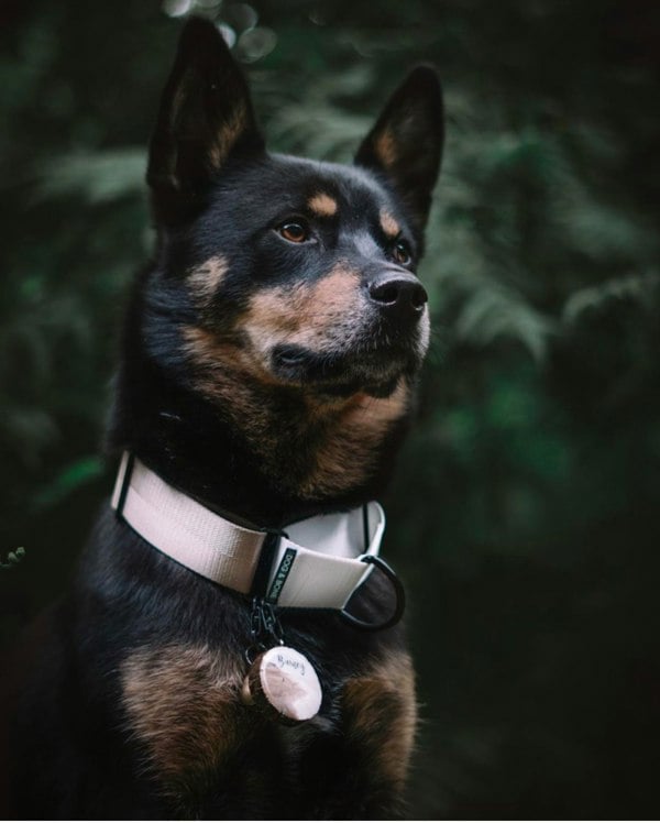 The Dog and Bone Company The Martingale Hound Collar