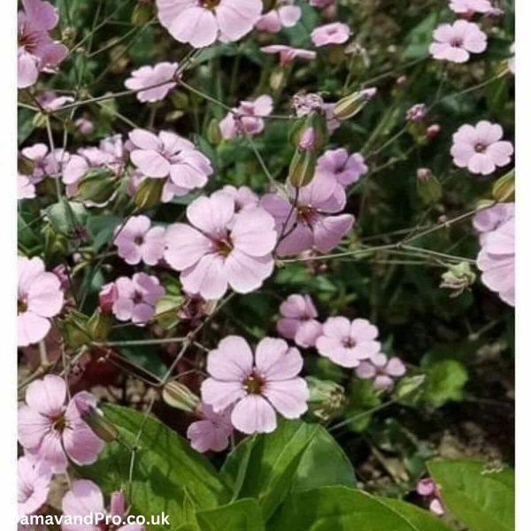 Saponaria ocymoides Seeds