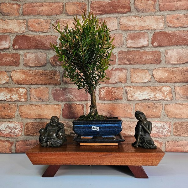 Yorkshire Bonsai Brush Cherry (Syzygium) Bonsai Tree | Broom | In 15cm Pot