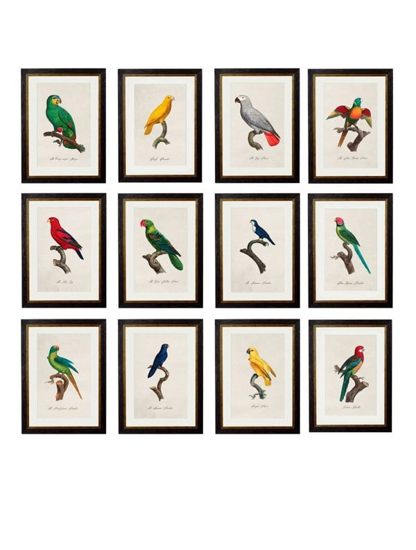Exceptional Art C.1800's Collection of Parrots
