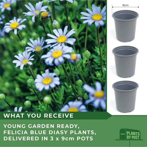 Felicia Blue – 3 Plants in 9cm Recyclable Pots Stunning Blue Daisy-Like Flowers plants by post