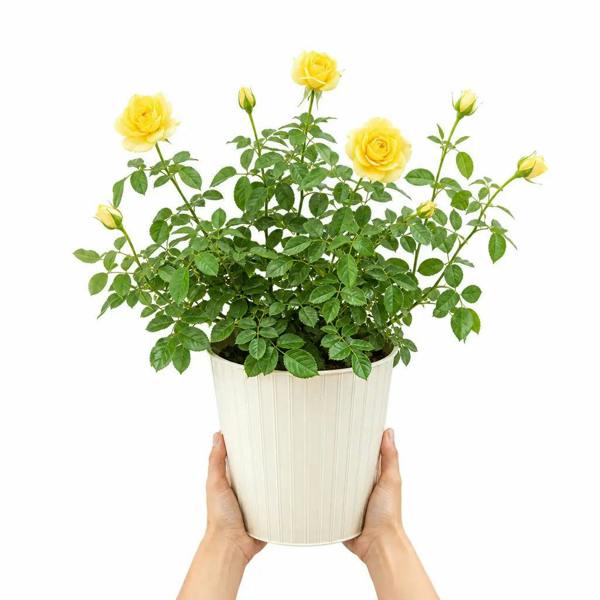 5L Rose Anniversary Wishes Yellow Rose Bush - Beautiful Flowering Garden Plant - Metal Cream Vertical Line