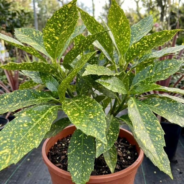Aucuba Japonica Crotonifolia Spotted Laurel The Rose Press Garden