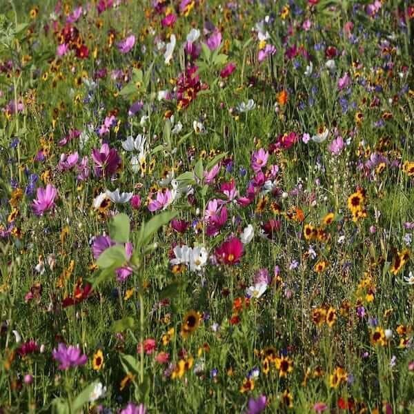 best perennial wildflower seed mix