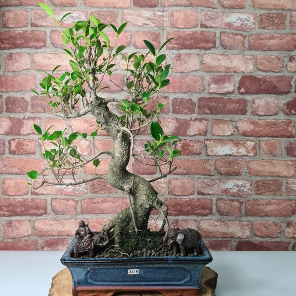 Yorkshire Bonsai Ficus Microcarpa (Banyan Fig) Indoor Bonsai Tree | Shaped | In 30cm Pot