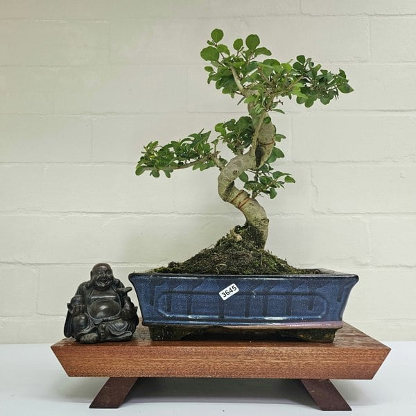 Yorkshire Bonsai Chinese Privet (Ligustrum Sinense) Bonsai Tree | Shaped | In 25cm Pot