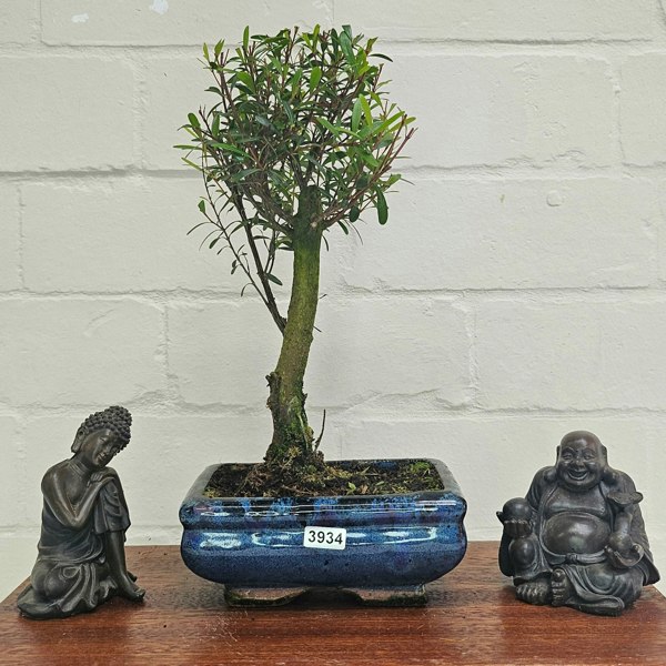 Yorkshire Bonsai Brush Cherry (Syzygium) Bonsai Tree | Broom | In 15cm Pot