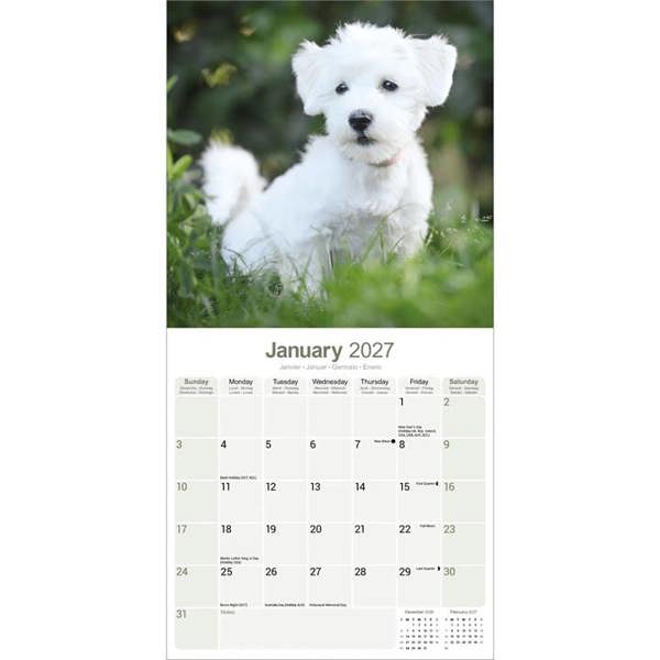 Maltese Calendar 2027, Wall Calendars, Month To View, Dogs, Gift