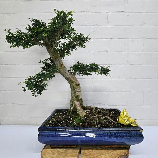 Yorkshire Bonsai Large Chinese Elm (Ulmus Parvifolia) Bonsai Tree | Shaped | In 40cm Pot - 4315