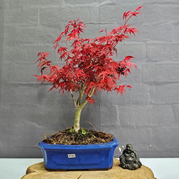 Yorkshire Bonsai Japanese Maple (Acer) Bonsai Tree | Deshojo Informal Upright | In 25cm Pot