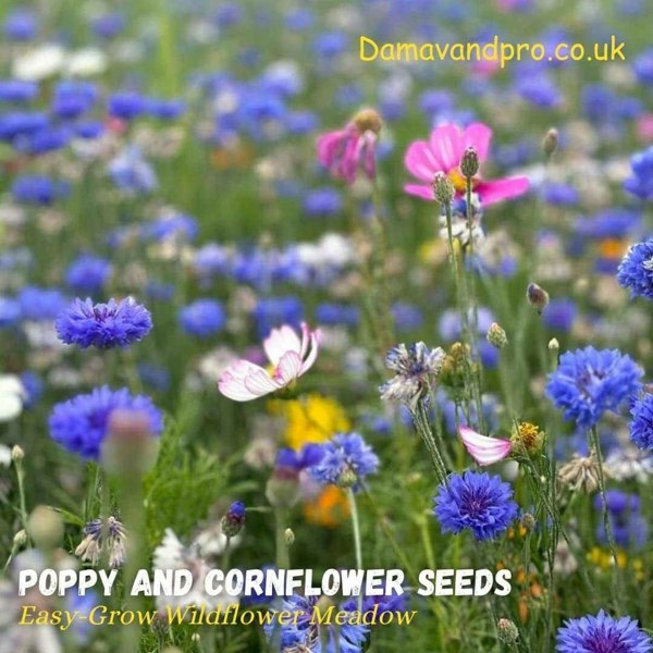 Poppy and cornflower seeds blooming in a meadow