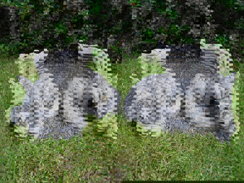 Pair of Large Sleepy Dragons Garden Statuary