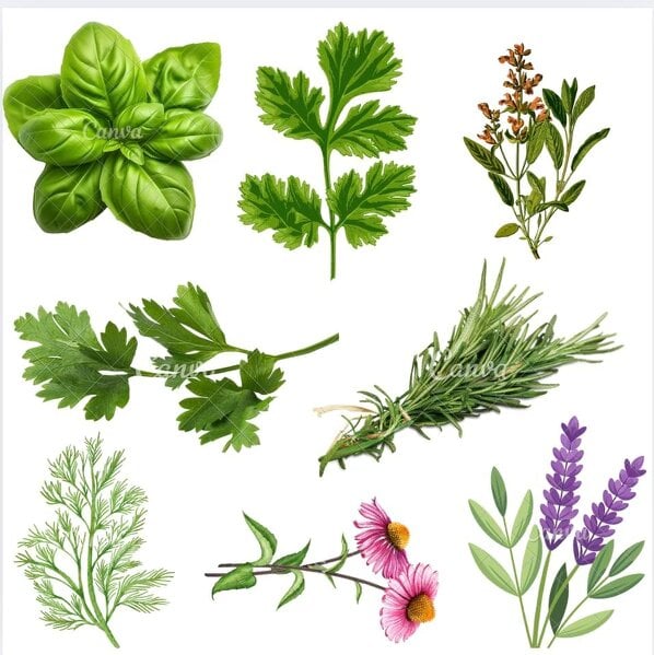 DamavandPro Herb Seeds Kit: 15 Variety Culinary Collection: Indoor & Outdoor Garden