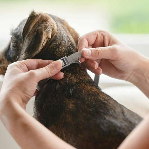 Beaphar Canishield Collar for Small/Medium Dogs