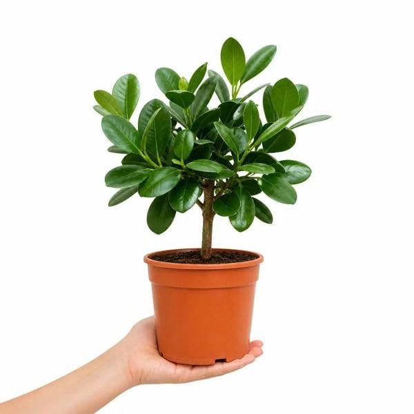 Clusia Autograph Tree 17cm Pot – Indoor Foliage Houseplant - Nursery Pot