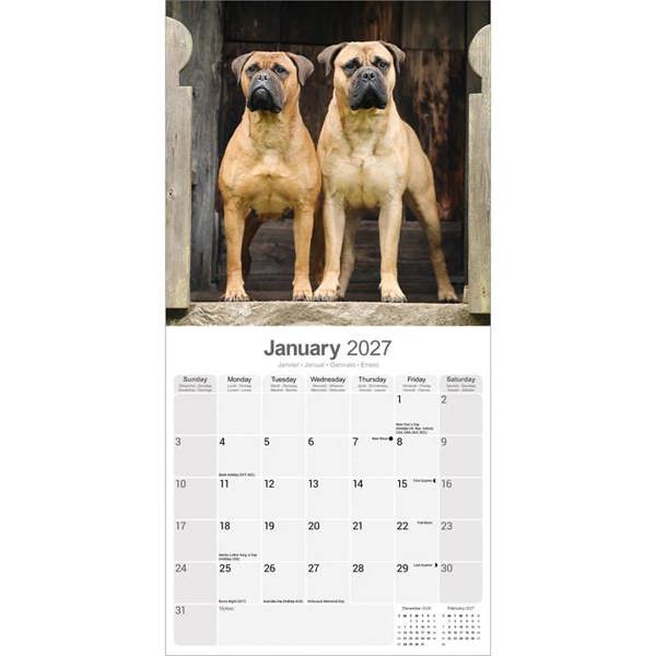 Bullmastiff Calendar 2027, Wall Calendars, Month To View, Dogs, Gift