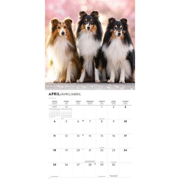 Shetland Sheepdogs Calendar 2027, Wall Calendars, Month To View, Dogs, Gift