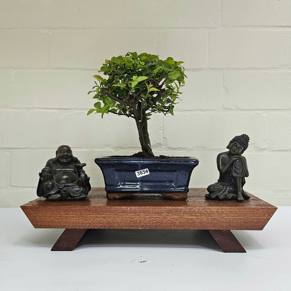 Yorkshire Bonsai Bird Plum (Sageretia) Bonsai Tree | Broom | In 15cm Pot