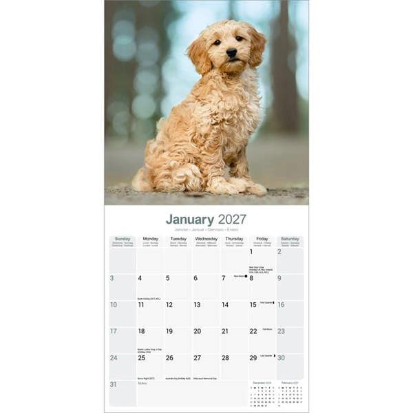 Goldendoodles Calendar 2027, Wall Calendars, Month To View, Dogs, Gift