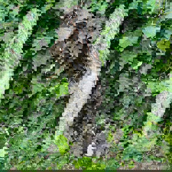 Special Limited Coloured Edition Large Cherub Statue 'Winter'