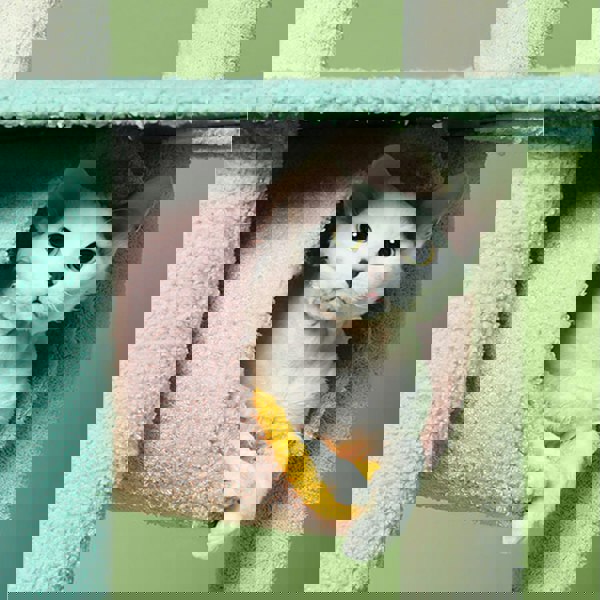 Davis Cat Climber, Cat Tree-Weilai Concept-Weilai Concept