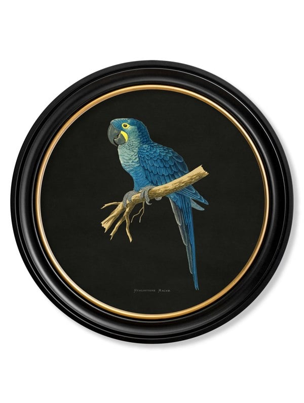 Exceptional Art C.1884 Collection of Macaws in Round Frames - Black