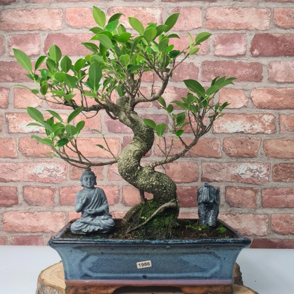 Yorkshire Bonsai Ficus Microcarpa (Banyan Fig) Indoor Bonsai Tree | Shaped | In 30cm Pot