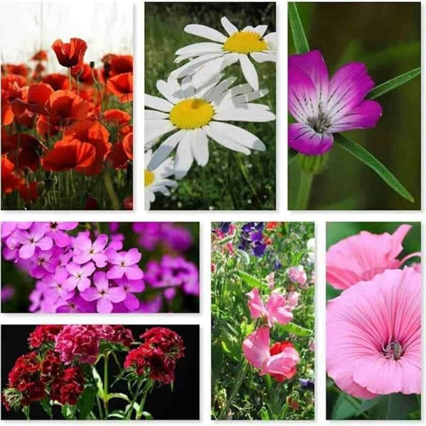 A vibrant mix of cottage garden wildflower seeds featuring native UK perennials and annuals, ideal for pollinators and classic cottage-style borders.