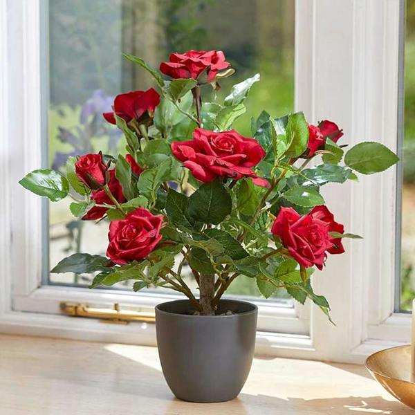 Regents 40cm Potted Artificial Roses in Ruby Red, Perfect Pink & Pure White - Red