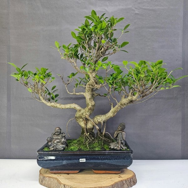 Yorkshire Bonsai Ficus Microcarpa (Banyan Fig) Large Indoor Bonsai Tree | Shaped | In 35cm Pot