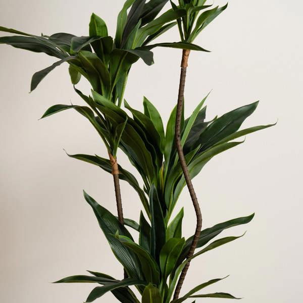 Scottish Everlastings 120Cm Real Touch Green Dracaena