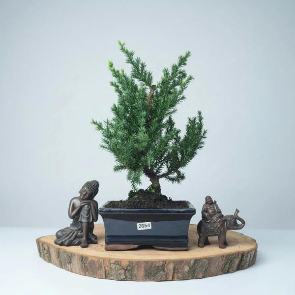 Dwarf Juniper (Juniperus Procumbens) Bonsai Tree | Broom | In 15cm Pot - Yorkshire Bonsai