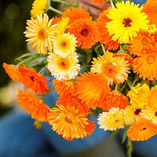 Calendula officinalis seeds