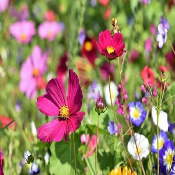 Native pollinator seed mix packets in a row with a bee pollinating a flower in the foreground.