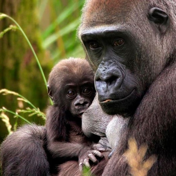 Virgin Experience Days Visit to London Zoo for Two Adults and Two Children