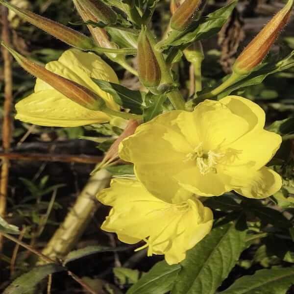 evening primrose plants for sale uk