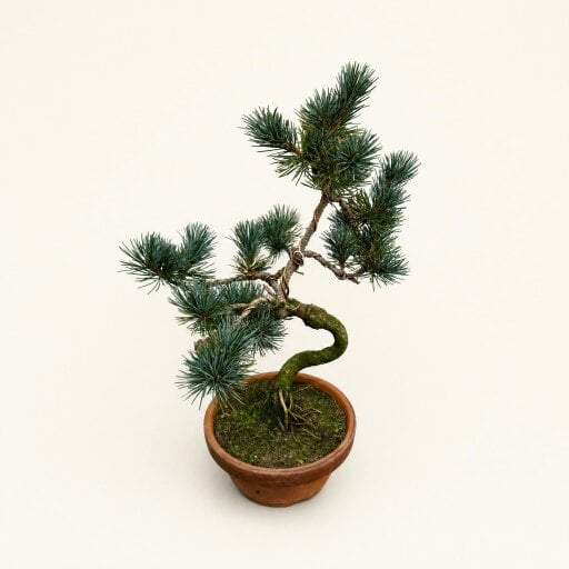Yorkshire Bonsai Japanese White Pine (Pinus Parviflora) Bonsai Tree | Shaped | In 16cm Pot