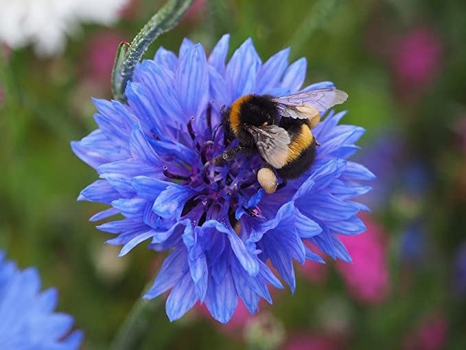 native wildflower garden