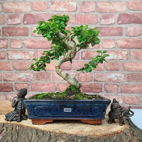 Chinese Privet (Ligustrum Sinense) Bonsai Tree | Shaped | In 25cm Pot - Yorkshire Bonsai