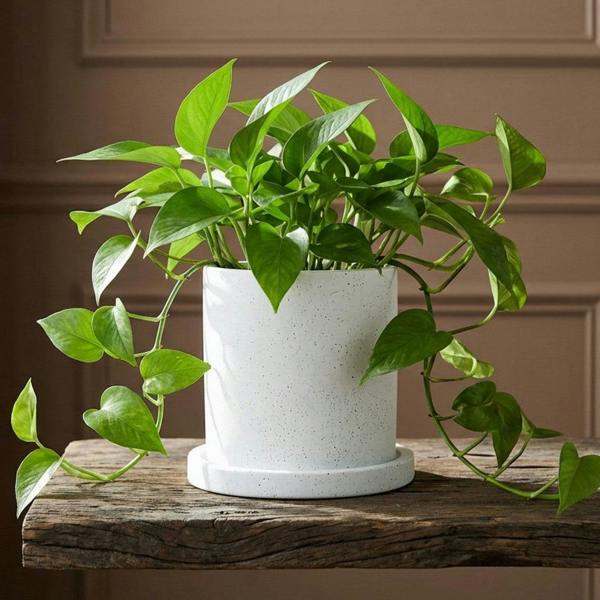 Potted plant on a wooden table with a neutral wall background