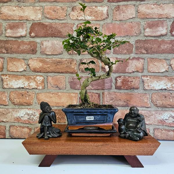 Yorkshire Bonsai Chinese Privet (Ligustrum Sinense) Bonsai Tree | Shaped | In 15cm Pot - 3501
