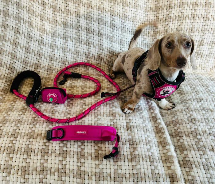 DRYBONES Dog/Pet Accessories Bundle