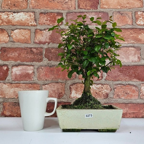 Yorkshire Bonsai Bird Plum (Sageretia) Bonsai Tree | Broom | In 20cm Pot