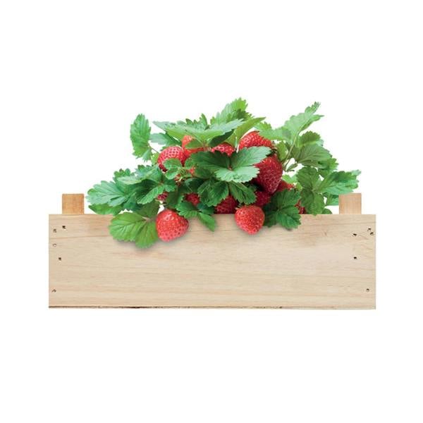 MidOcean Wooden Strawberry Seed Growing Kit - Wood - 