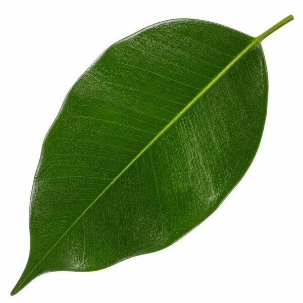 Ficus Danielle Weeping Fig 21cm Pot – Large Indoor Houseplant